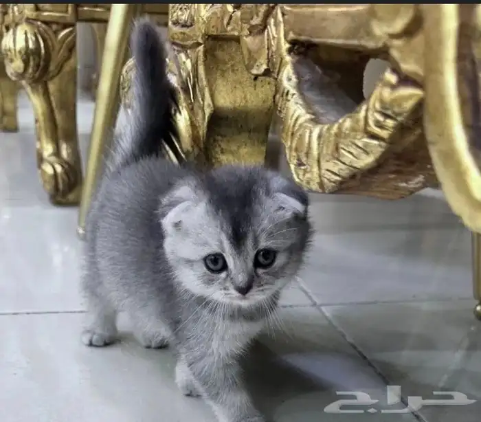 قطط سكوتش فولد وسكوتش ستريت وشيرازي تايقر للتبني برسوم 4