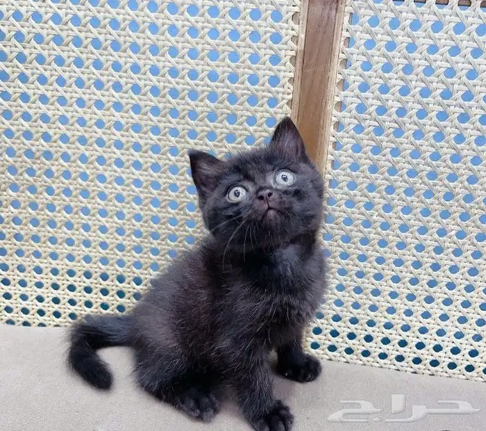 قطط سكوتش فولد وسكوتش ستريت وشيرازي تايقر للتبني برسوم 11