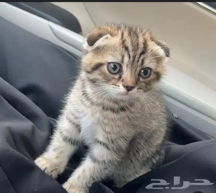 قطط سكوتش فولد وسكوتش ستريت وشيرازي تايقر للتبني برسوم 3