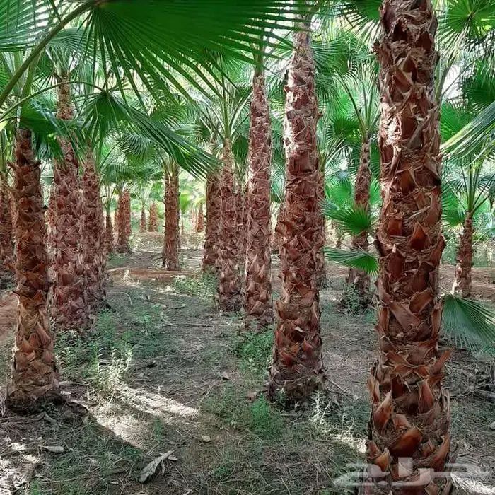 نخل زينه نخل واشنطني نخيل واشنطنيا 0