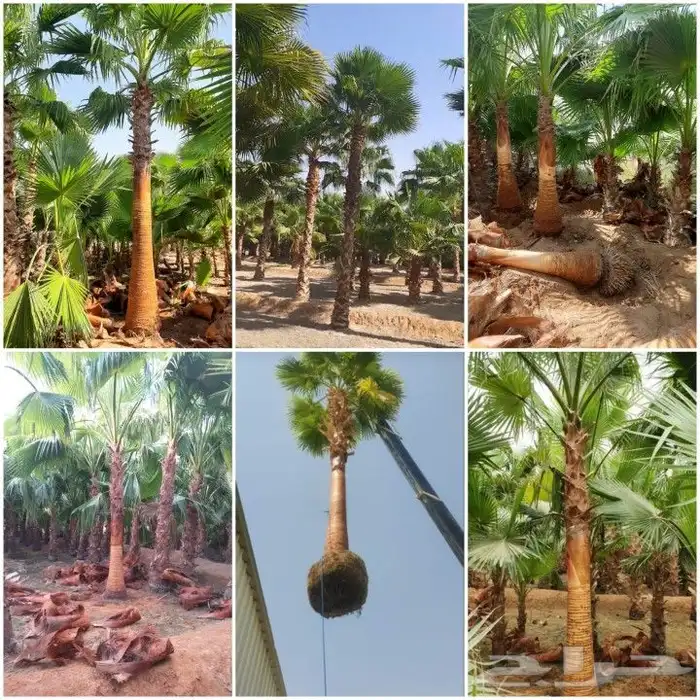 نخل واشنطني وشنطن واشنطوانيا زينه للبيع 0