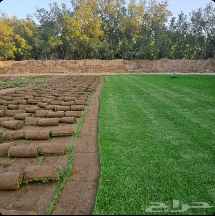 نقوم بتوريد وزراعة الثيل الطبيعي بجميع أنواعه 1