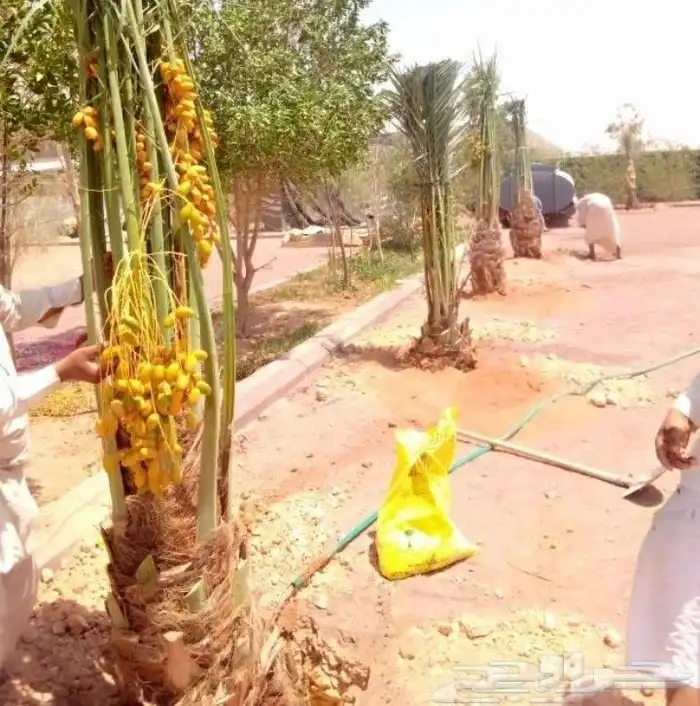 نخل للبيع متواجد في عسير جيزن 0