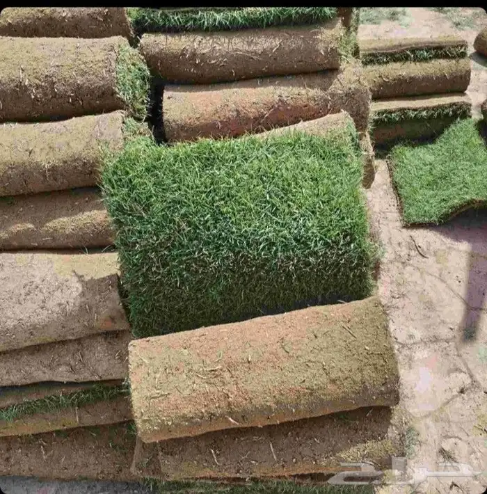 نقوم بتوريد وزراعة الثيل الطبيعي بجميع أنواعه 2