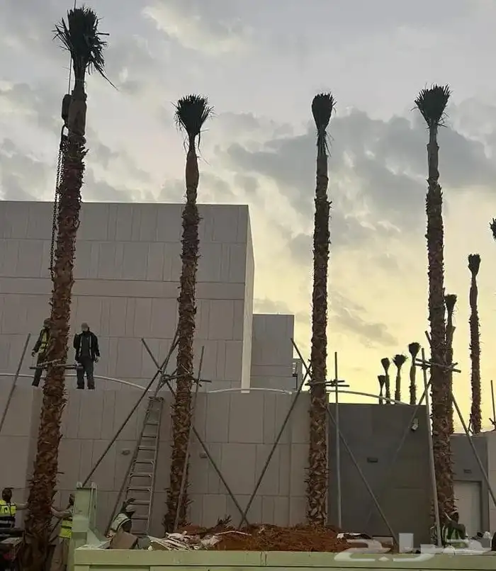 نخل واشنطني من اجود انواع النخل جده 0