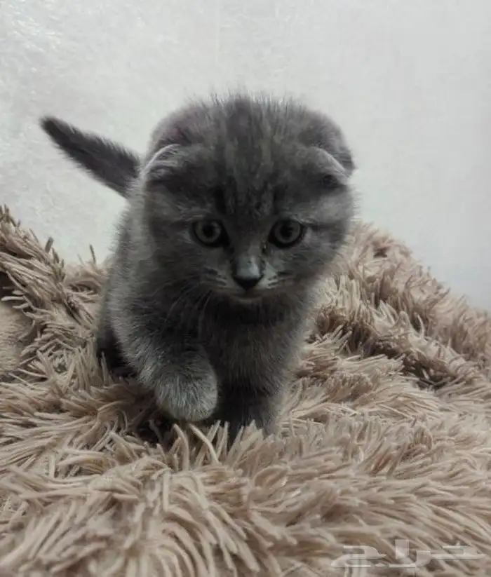 قطط سكوتش فولد وسكوتش ستريت وشيرازي تايقر للتبني برسوم 6