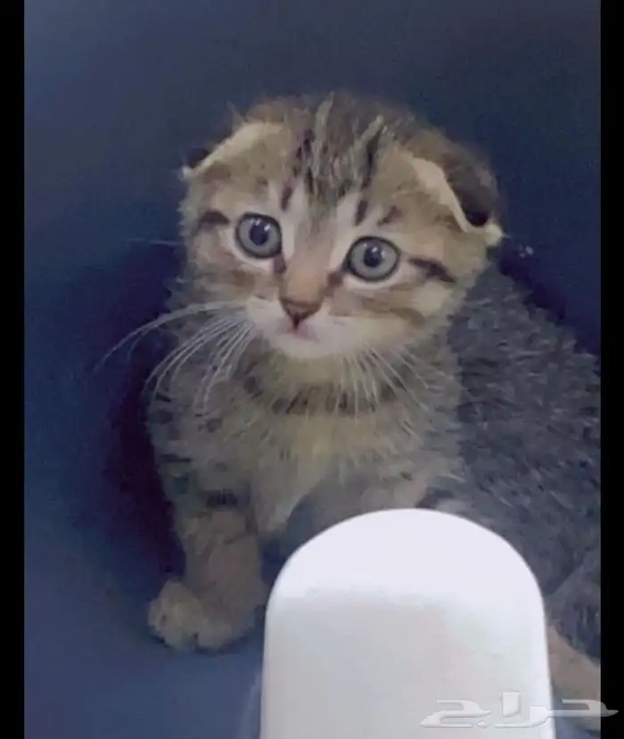 قطط سكوتش فولد وسكوتش ستريت وشيرازي تايقر للتبني برسوم 12