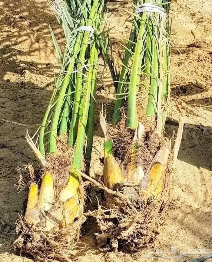 جميع انواع النخيل متوفر وجميع انواع الشبوك 5