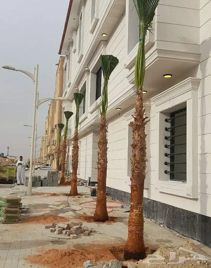 زراعه نخيل واشنطنيا زينه جميع انواع المقاسات 9