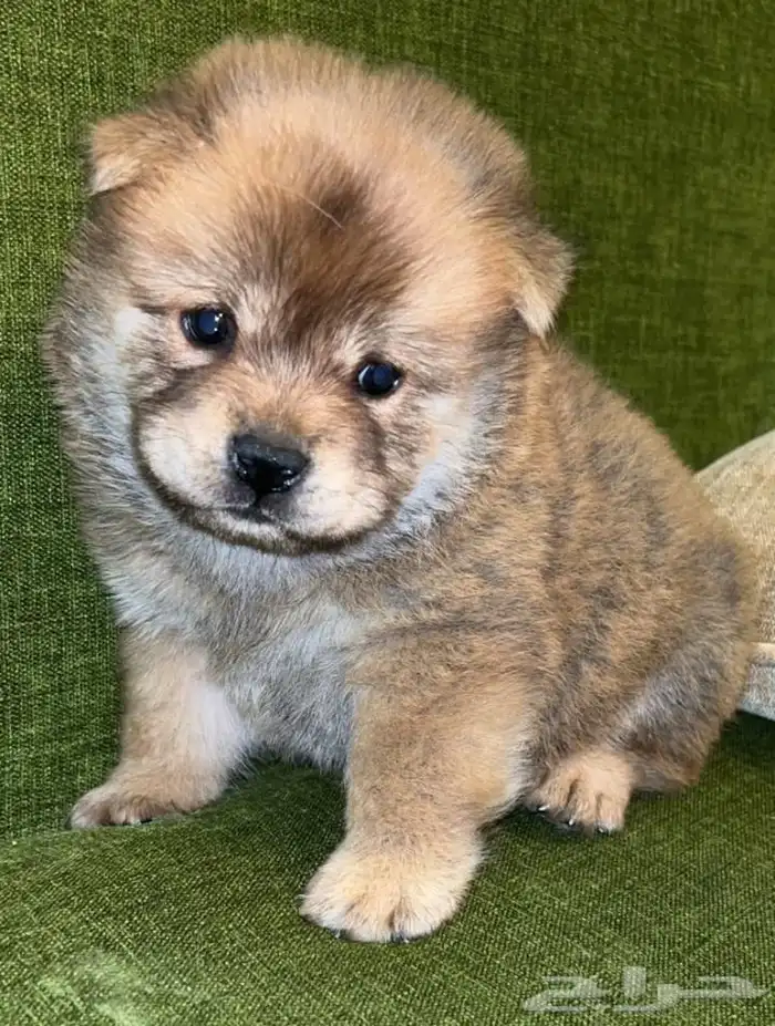 للبيع كلابه تشاو تشاو بيور بيور الأصل والحجم ماشاءالله 5