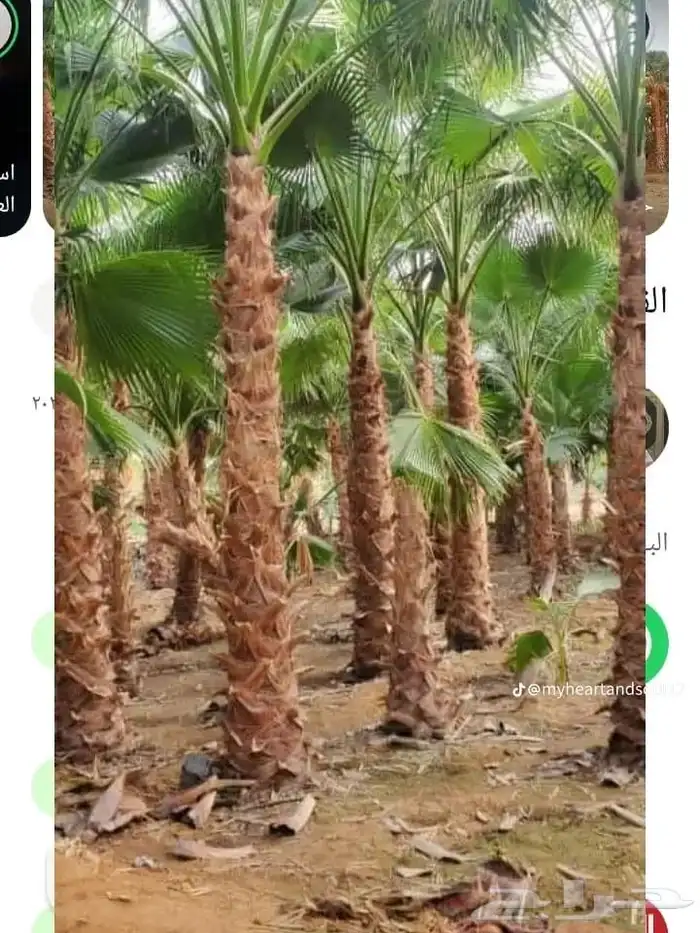 نخل واشنطني من اجود انواع النخل جده 7