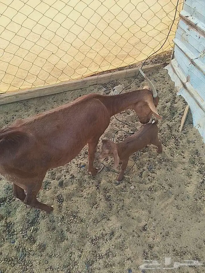 ماعز محيالي وبيشي 4