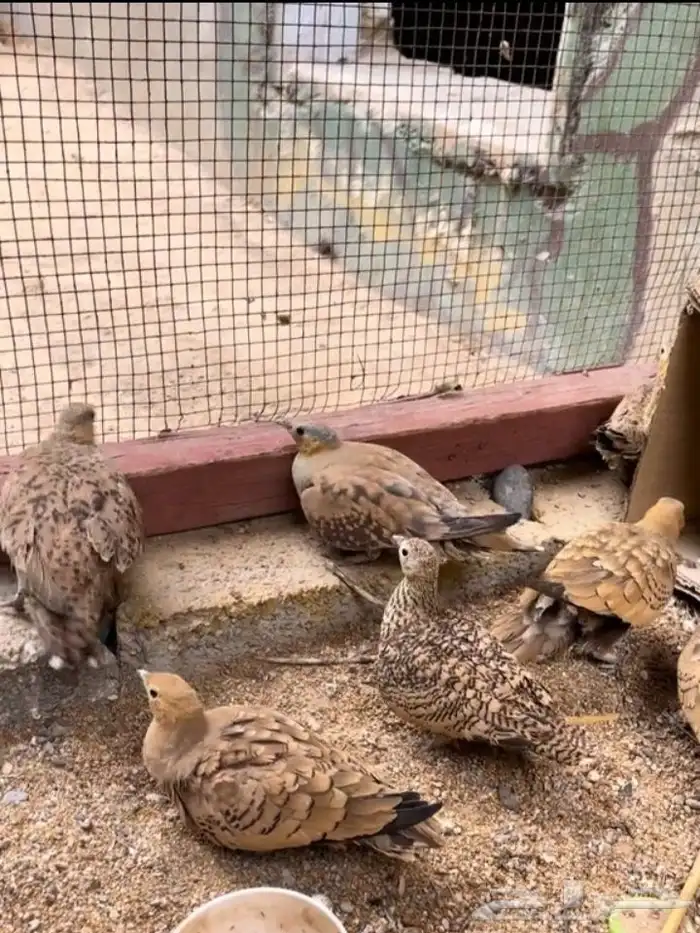 قطا لبيع كم ما ودكم موجود 2