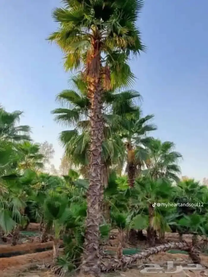 نخل واشنطني من اجود انواع النخل جده 6