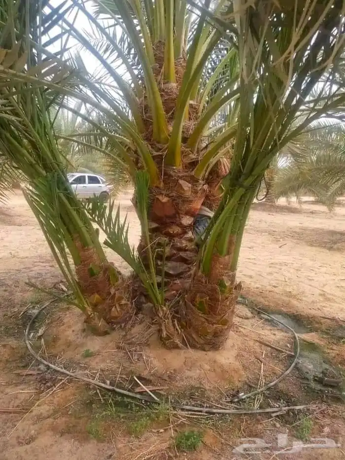 نخل للبيع القصيم 3