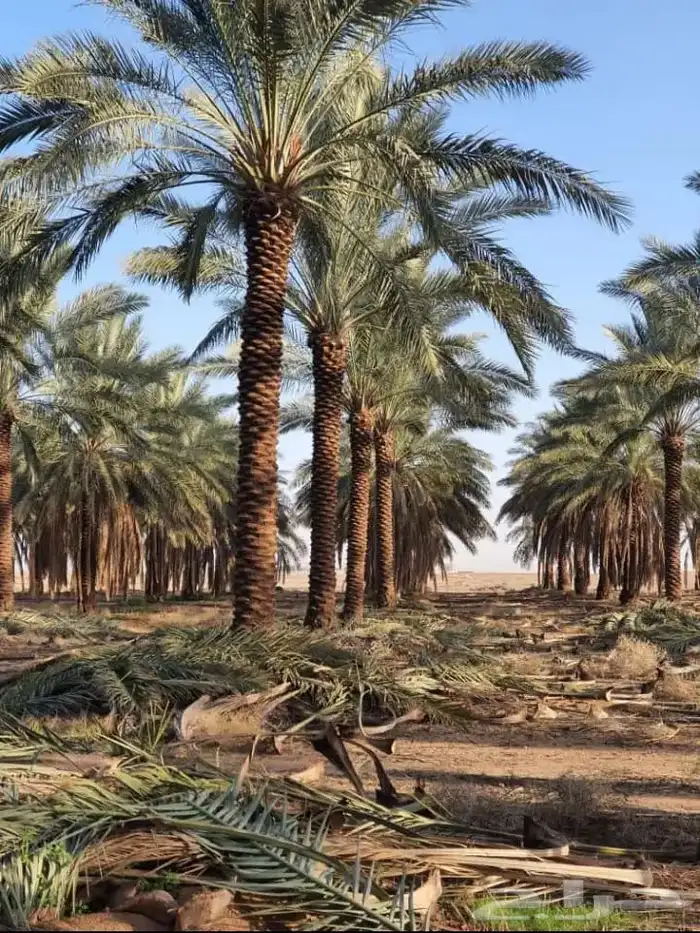 نخل بطول اكثر من 4 متر بأنواع مختلفة في الرياض و محافظاتها 0