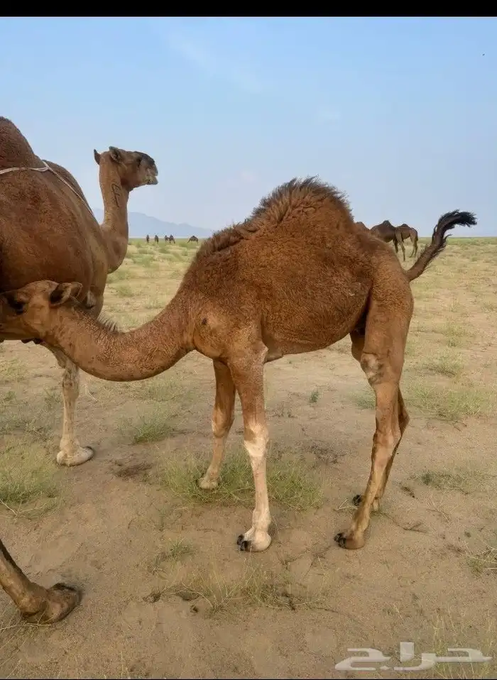 قعود حليب امه 0