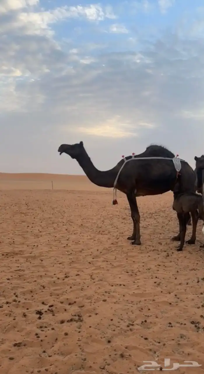 للبيع خلفه مجهم كفووو 1