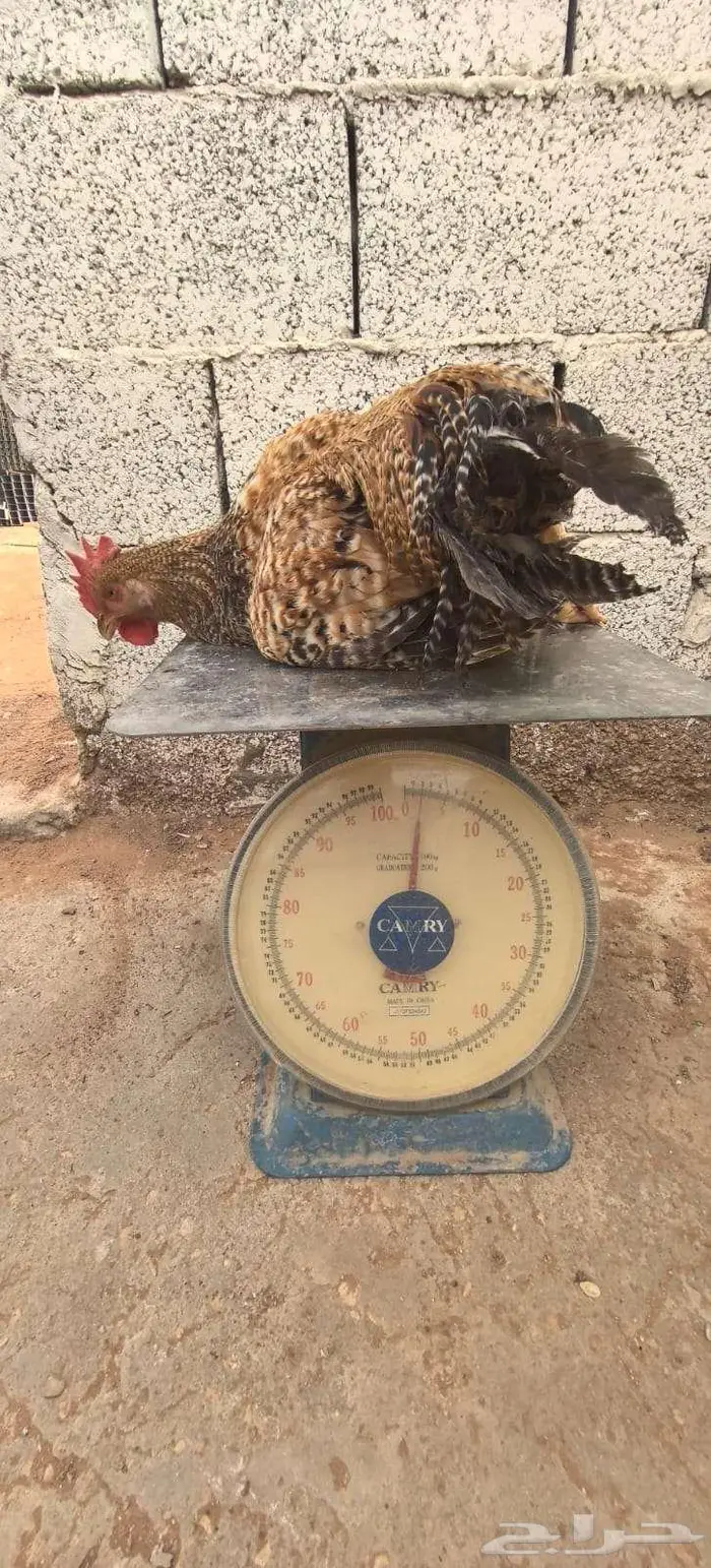 صوص تركي بيور شرط خالي من التهجين 10