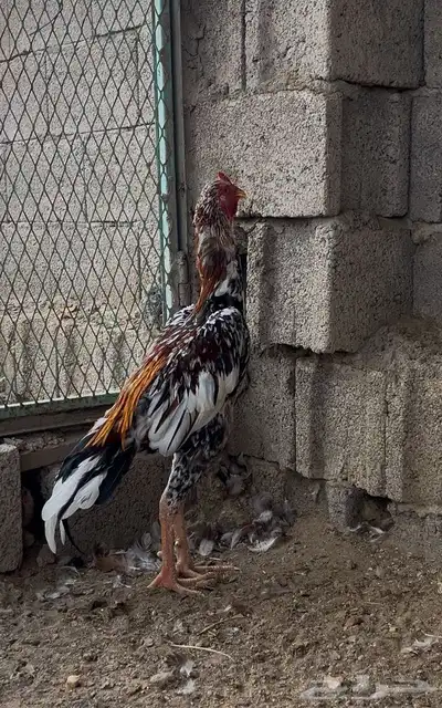 زوج سندي index