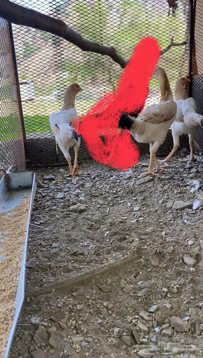 دجاج ياباني 1