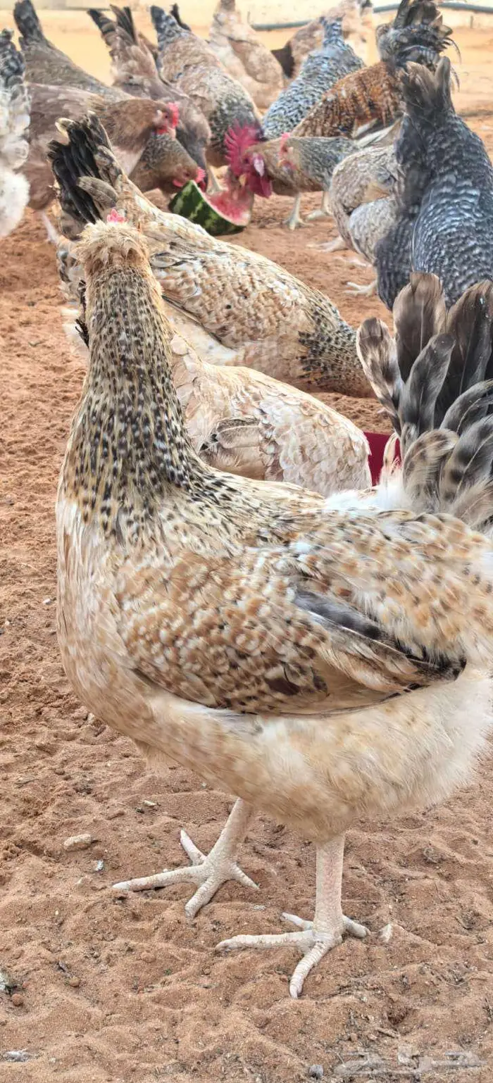 صوص تركي بيور شرط خالي من التهجين 3