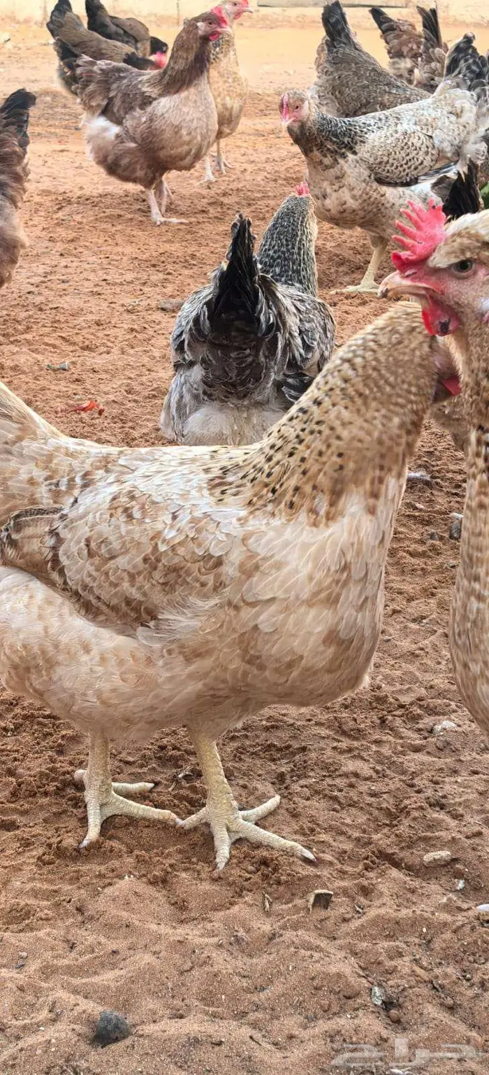 صوص تركي بيور شرط خالي من التهجين 5