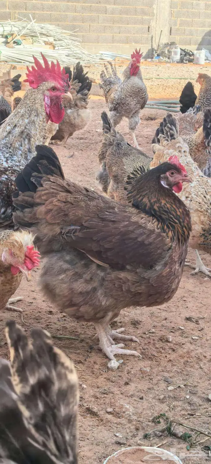 صوص تركي بيور شرط خالي من التهجين 4