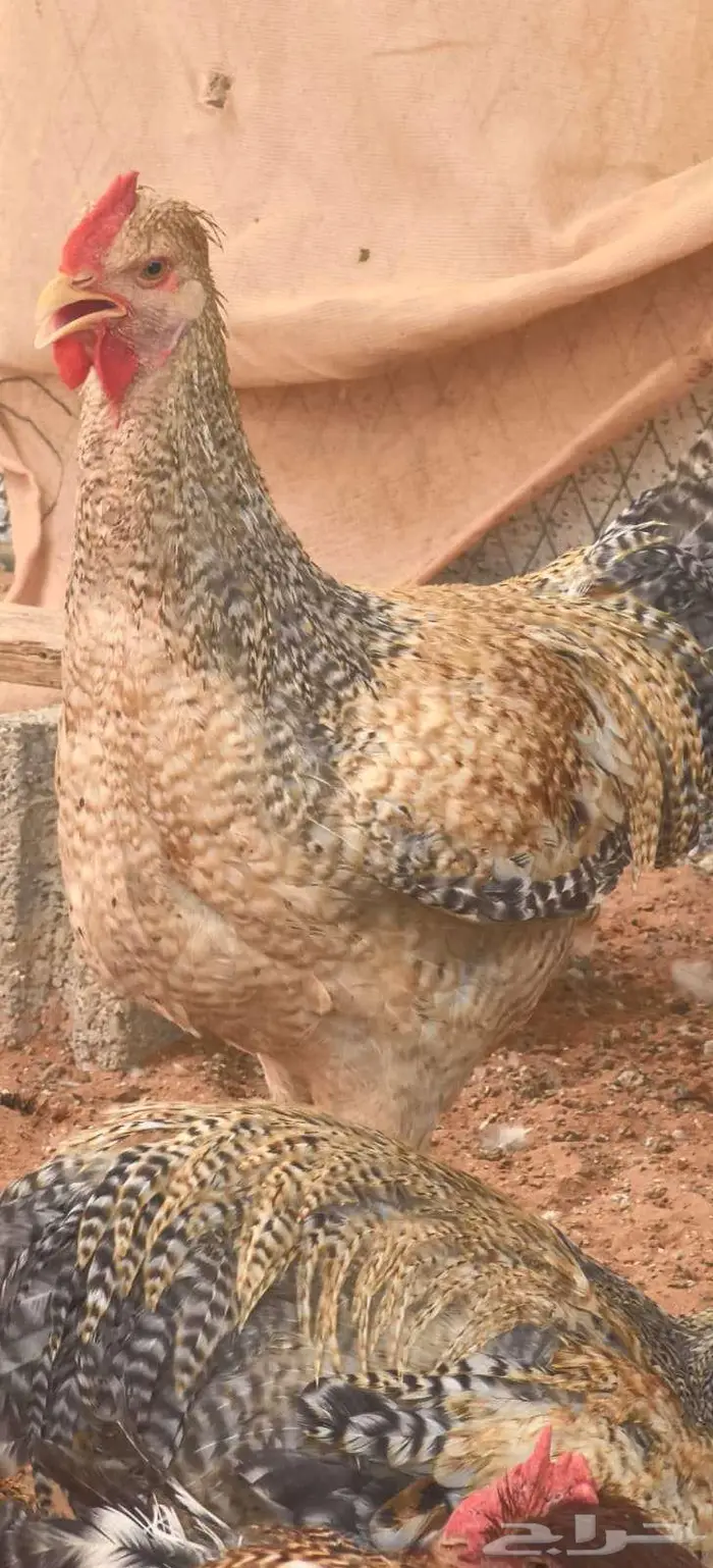 صوص تركي بيور شرط خالي من التهجين 6