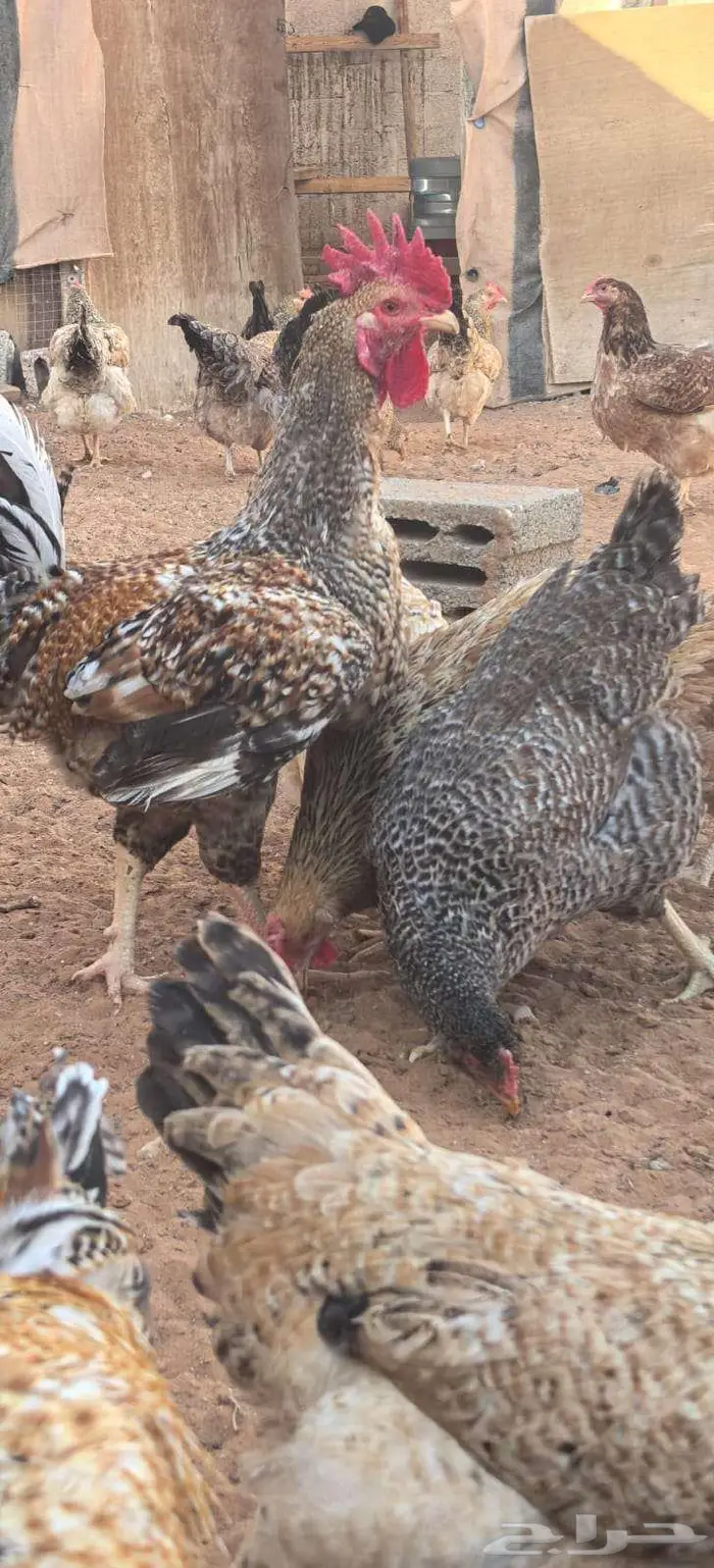 صوص تركي بيور شرط خالي من التهجين 7