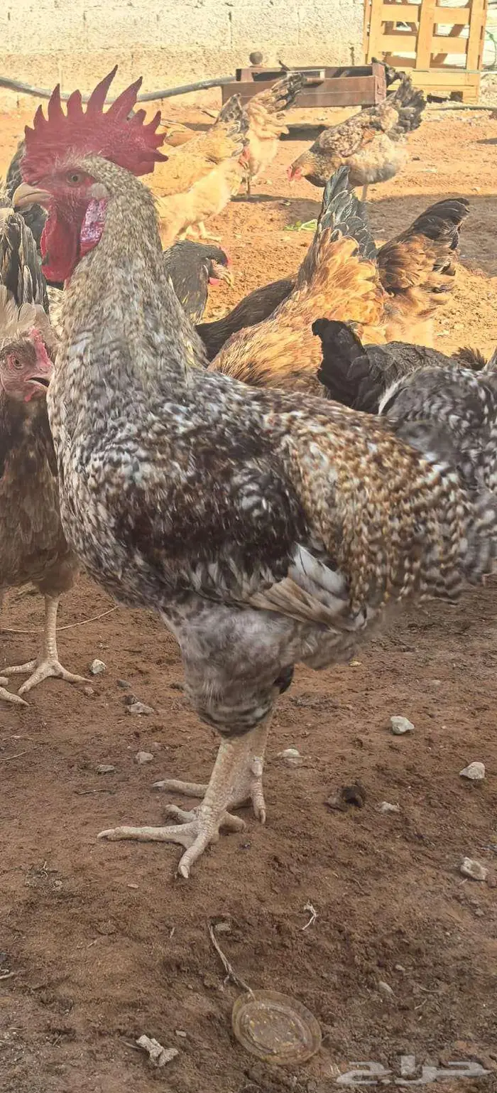 صوص تركي بيور شرط خالي من التهجين 8