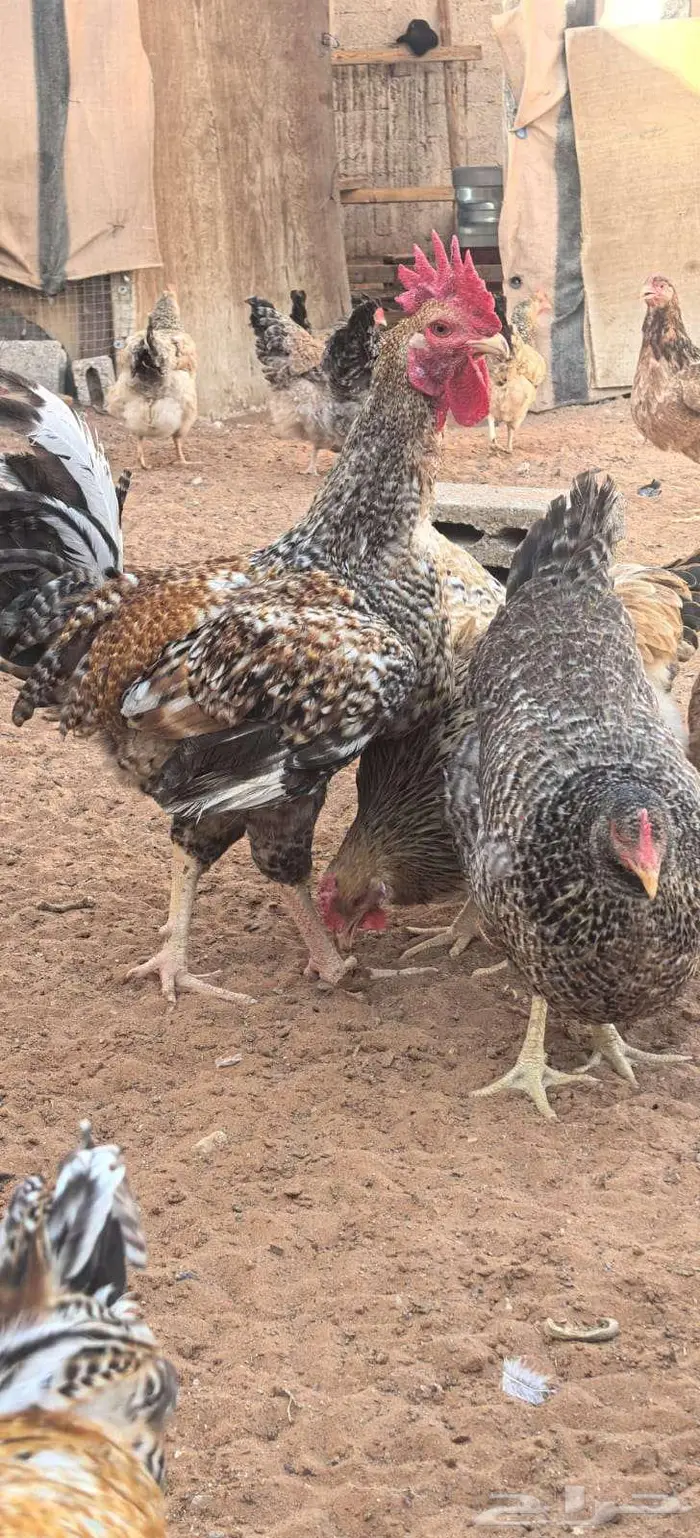 صوص تركي بيور شرط خالي من التهجين 9