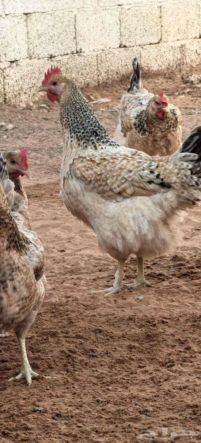 صوص تركي بيور شرط خالي من التهجين 11