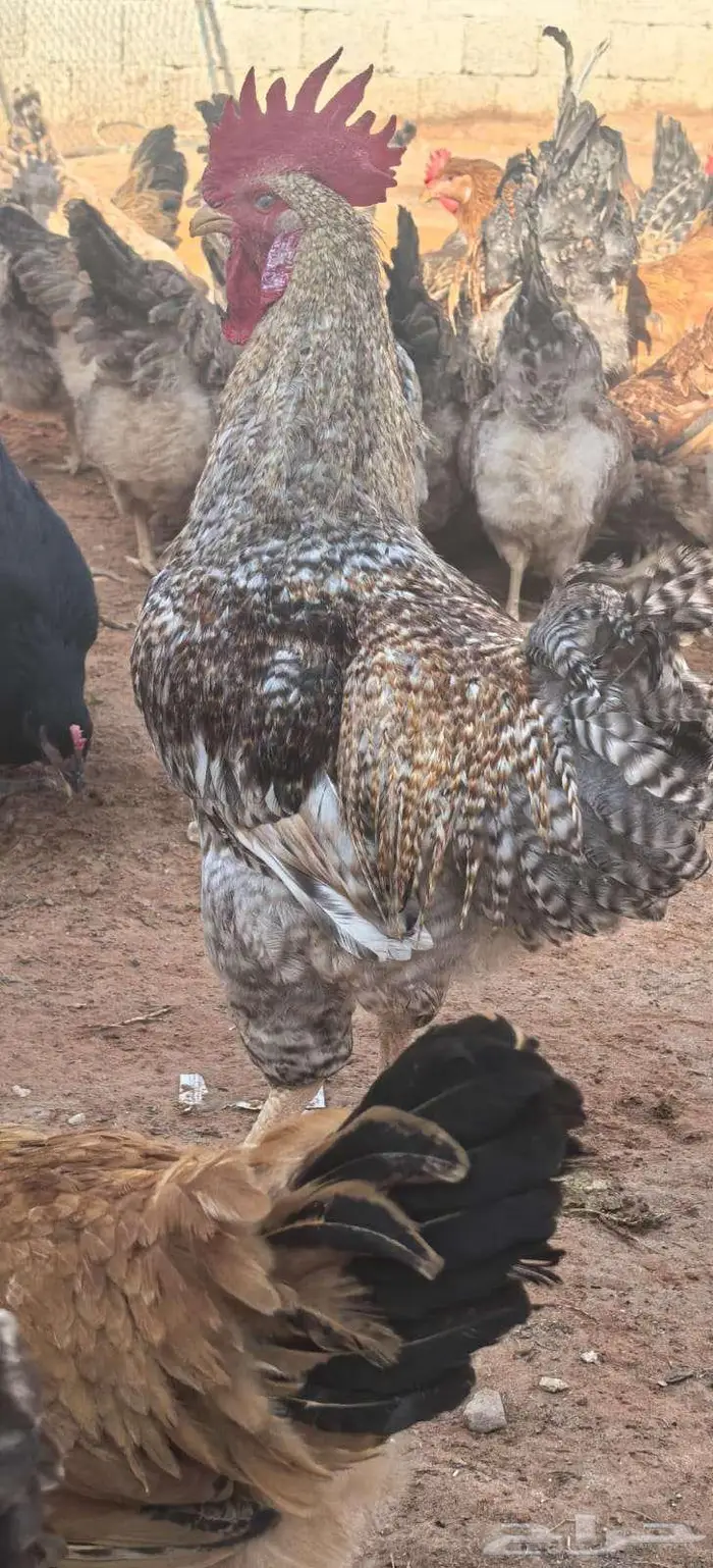 صوص تركي بيور شرط خالي من التهجين 12