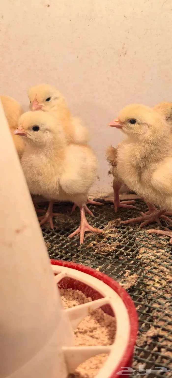 صوص تركي بيور شرط خالي من التهجين 0