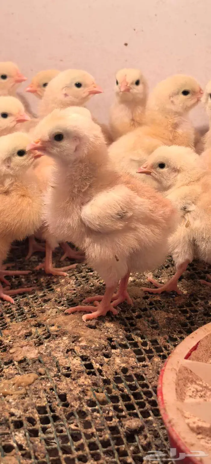 صوص تركي بيور شرط خالي من التهجين 1