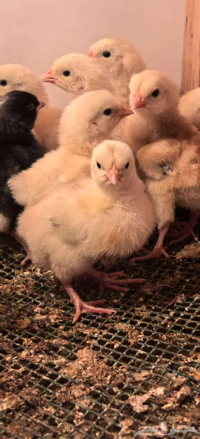 صوص تركي بيور شرط خالي من التهجين 2