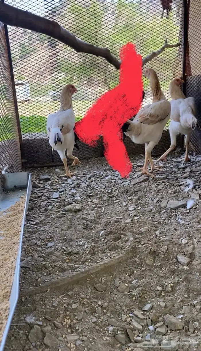 دجاج ياباني 0