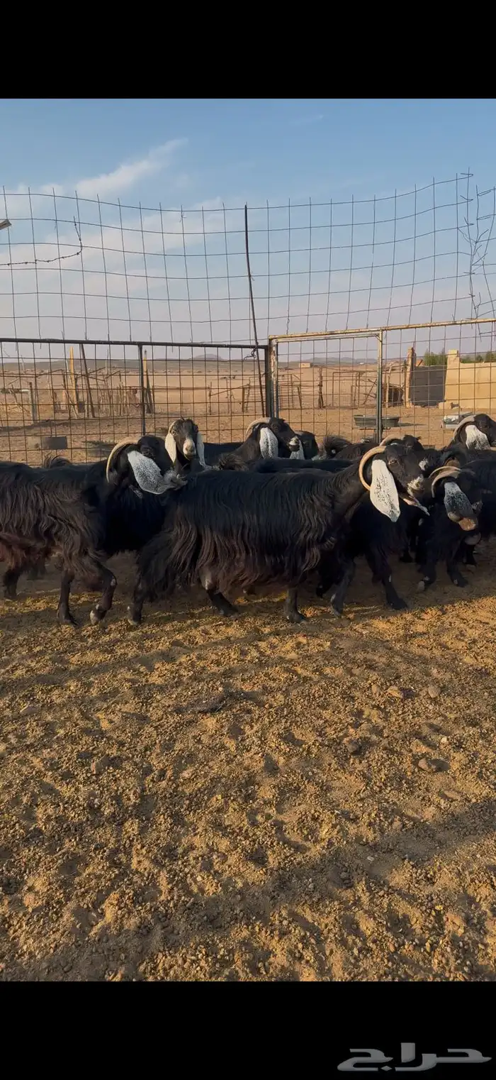 معزا عوارض مواليد 1