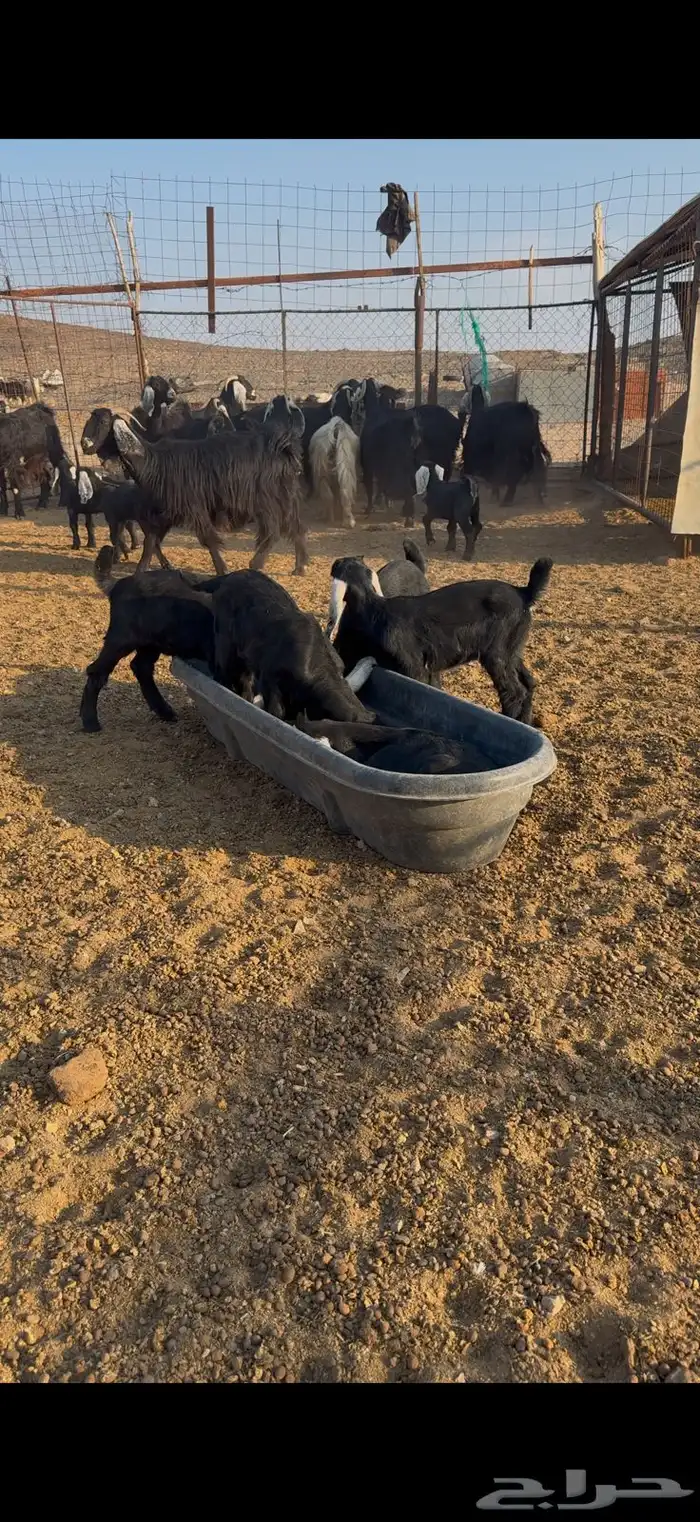 معزا عوارض مواليد 3