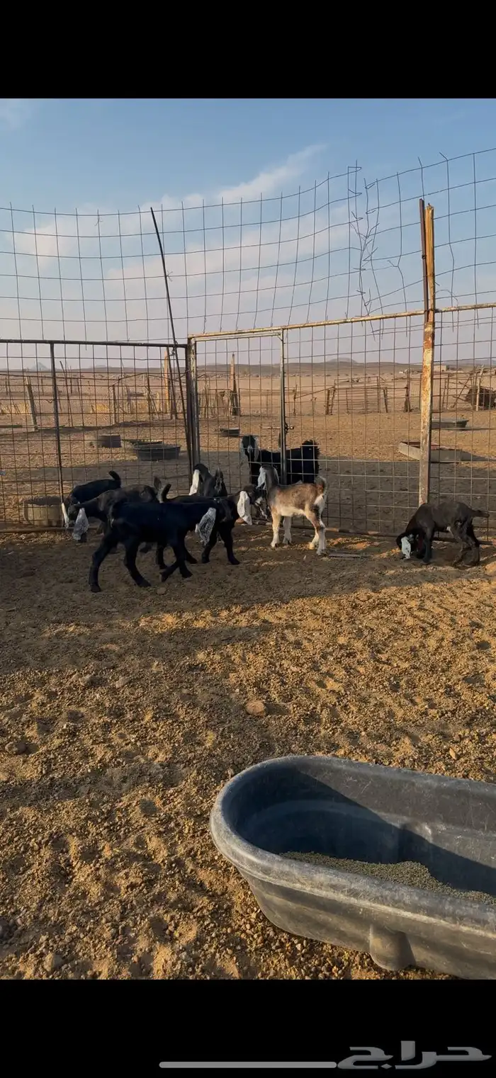 معزا عوارض مواليد 2