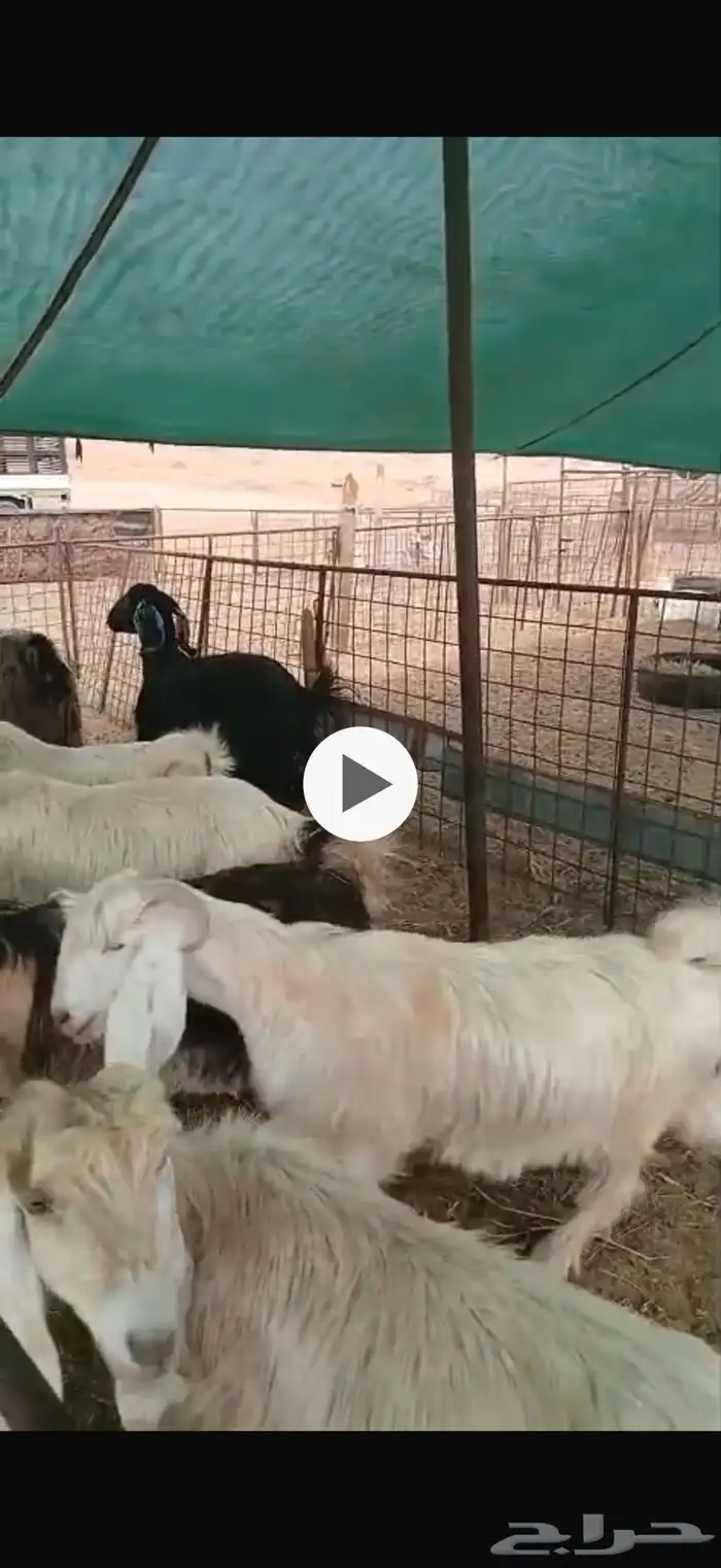 تيس عارضي 5-6 شهور لحم شرط 0