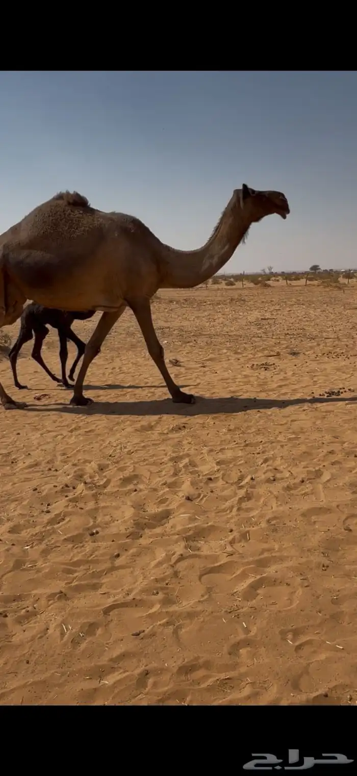 خلفه كفوو للبيع مصغر مجهم مجاهيم 0