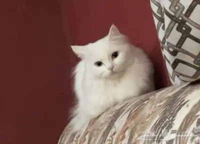 بسة انثا للتبني index