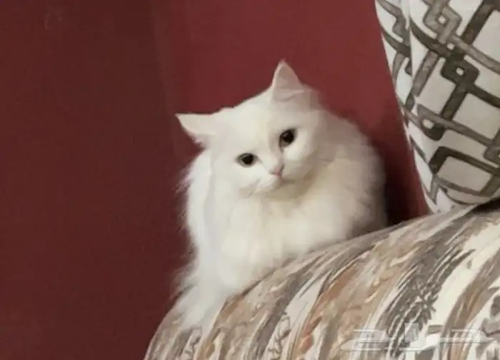 بسة انثا للتبني 1