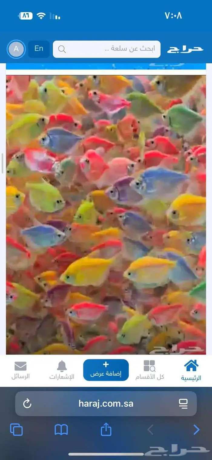 اسماك زينة جملة 11