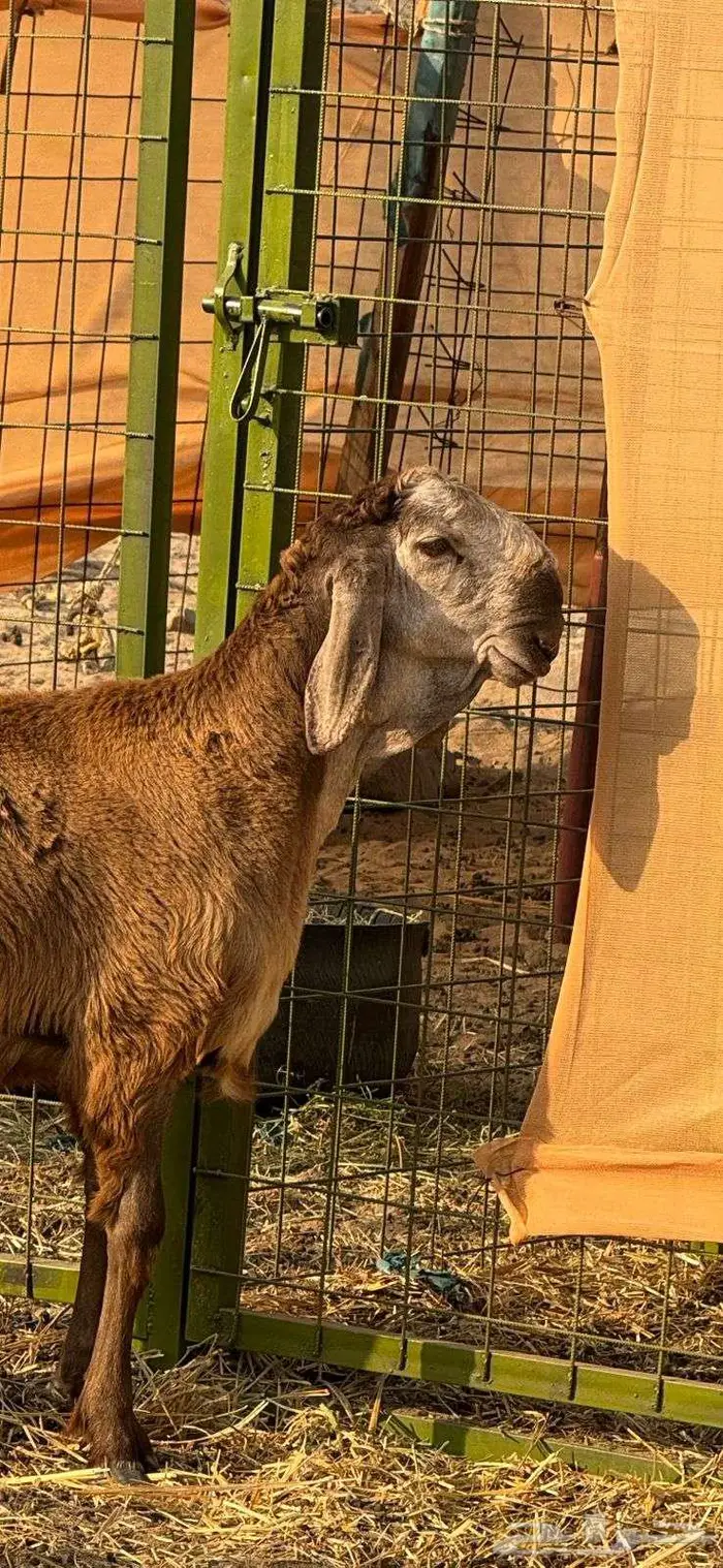 مشروع فحل طلي سواكني دروماني انتاج 3