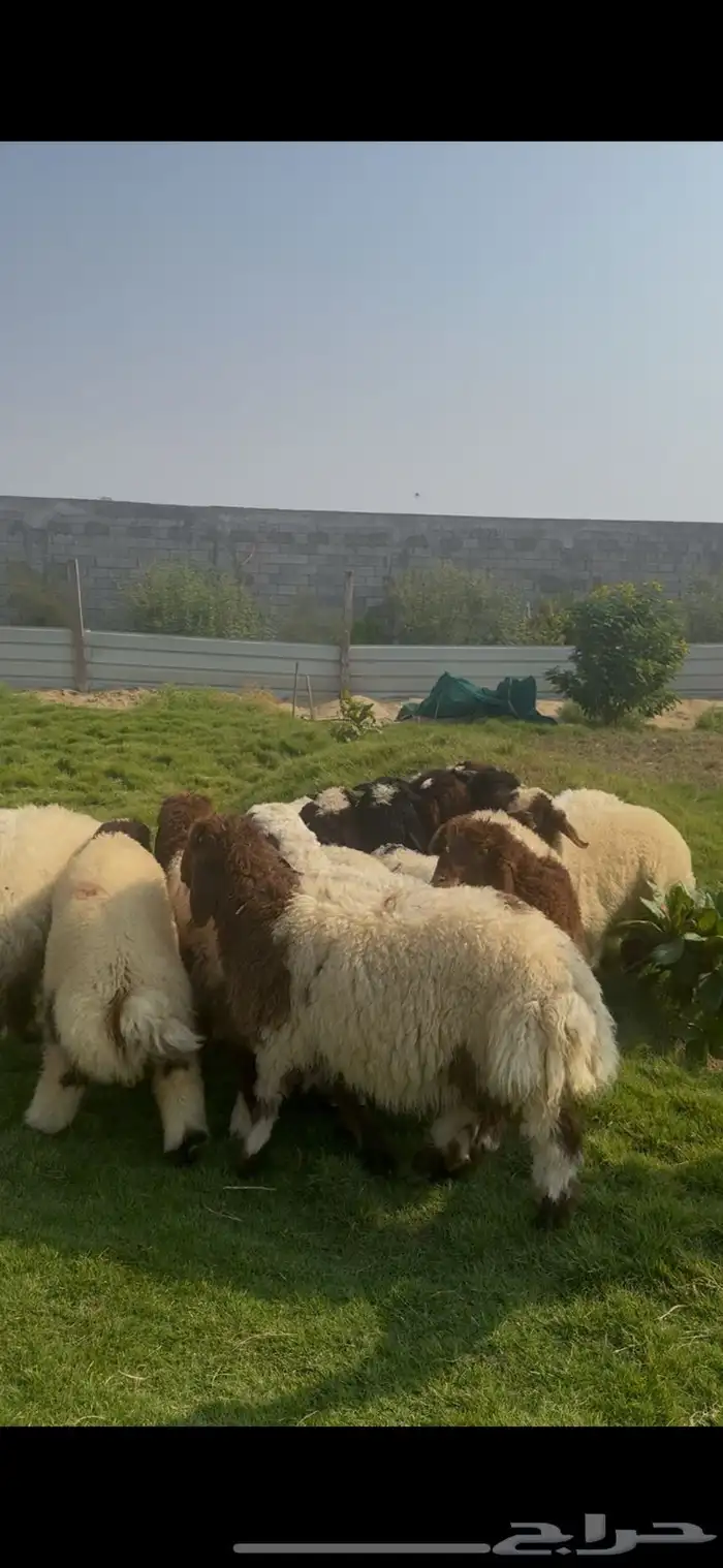 ذبايح هرافي نعيمي بلدي بري فل نظاف 0