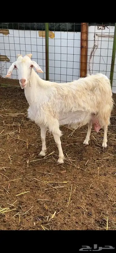 عنز مصريه حليب وافر index