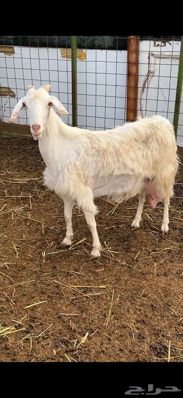 عنز مصريه حليب وافر 0